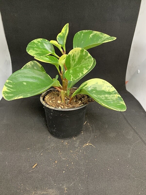 Baby Rubber Variegated 4&quot;