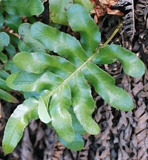 Leather Leaf Fern 4&quot;
