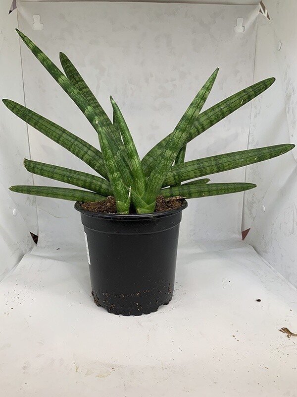 Sansevieria  cylindrica braid 4"