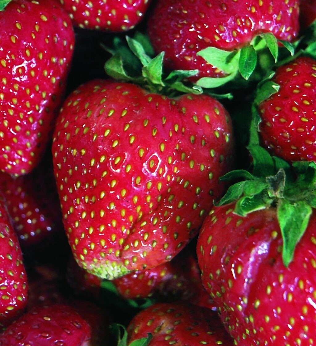 Strawberry Quinalt 4"