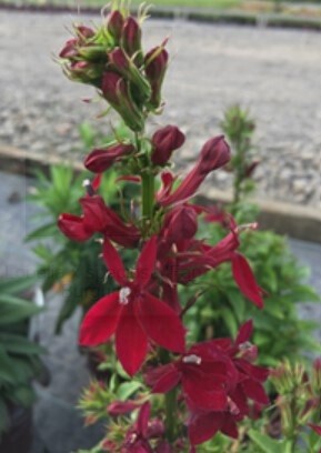 Lobelia Fan Burgundy 4"