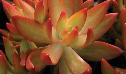 Sedum Coppertone 2&quot;