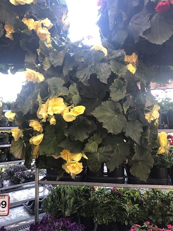 Moss Begonia Basket Yellow