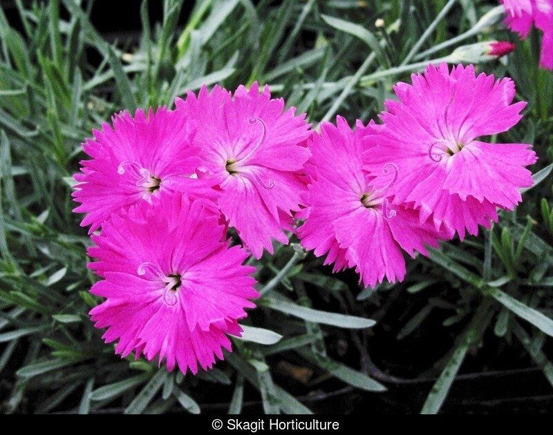 Dianthus Neon star 4"