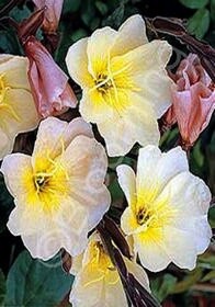 Evening Primrose Lemon Sunset 4&quot;