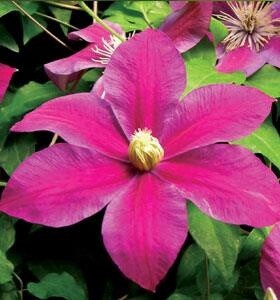 Clematis Sunset Red 1 gal