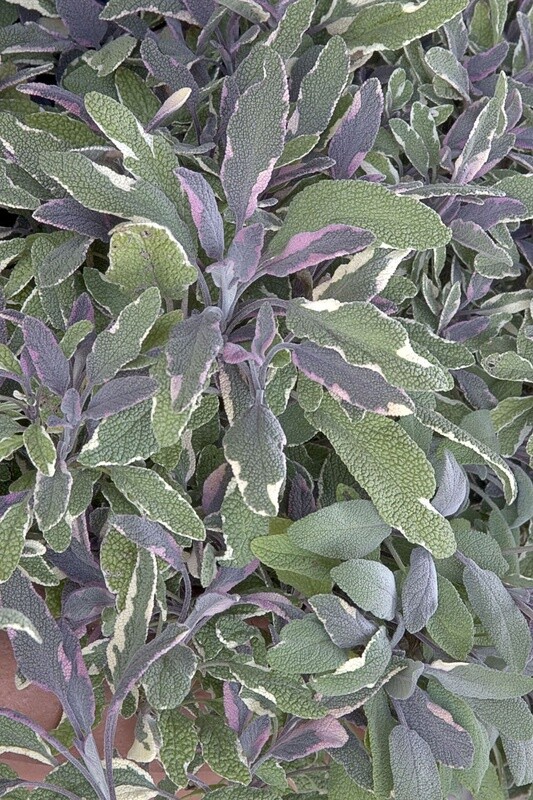 Sage Tricolor 4.5&quot;