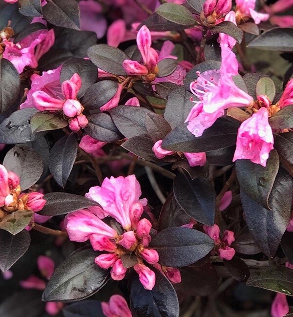 Rhody &#39;Bubblegum&#39;