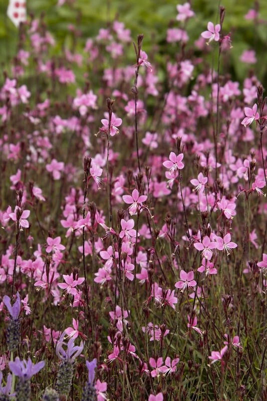 Gaura Steffi dark rose 1 gal