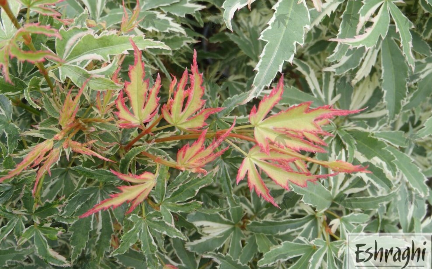 Japanese Maple Butterfly 2 gal
