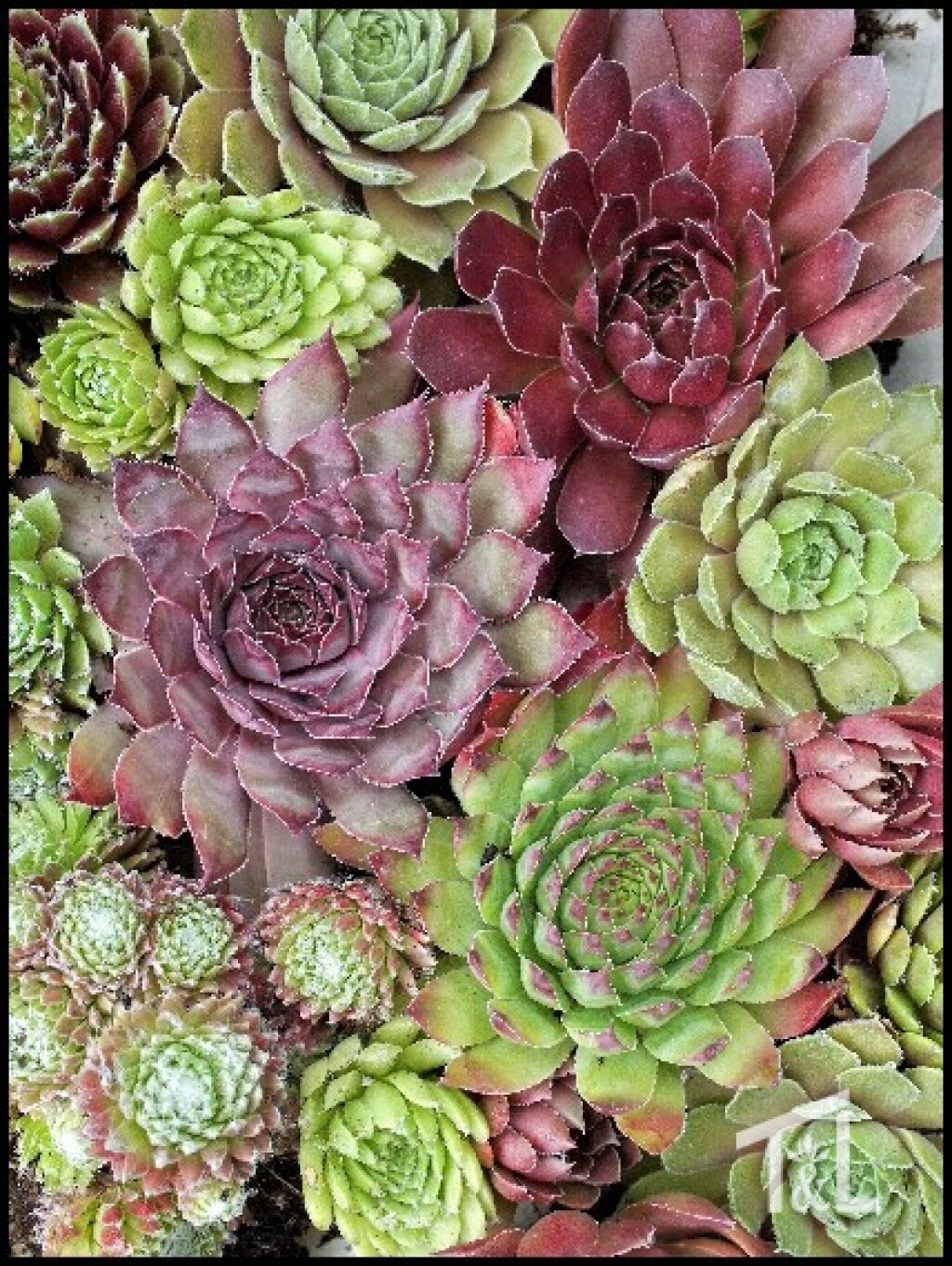 Hens &amp; Chicks Asst 4&quot;