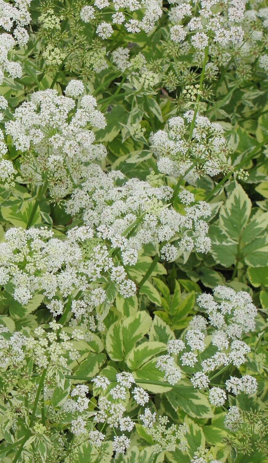 Bishops Weed 4&quot;