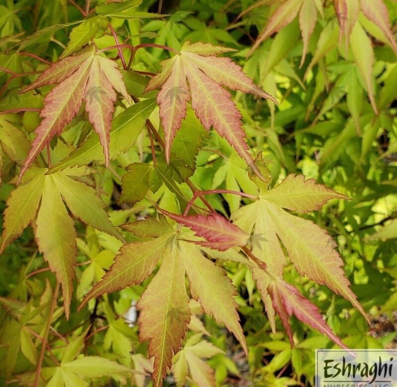 Japanese  Maple Peridot flame 2 gal