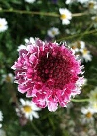 Pincushion BeauBonnet 4&quot;