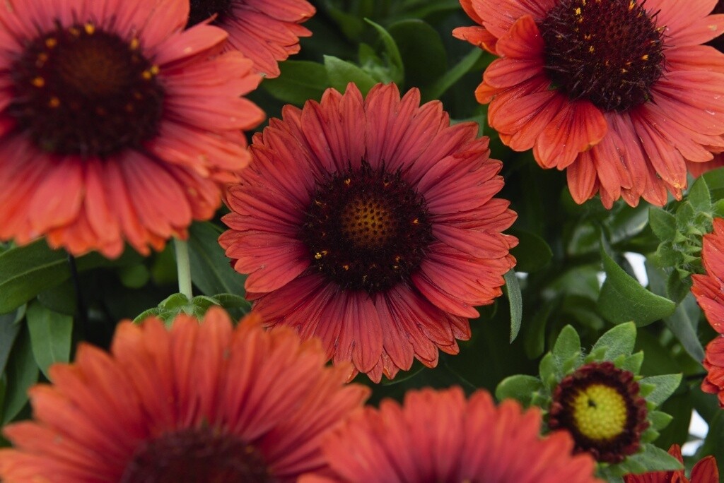 Blanket Flower Spintop 1 gal
