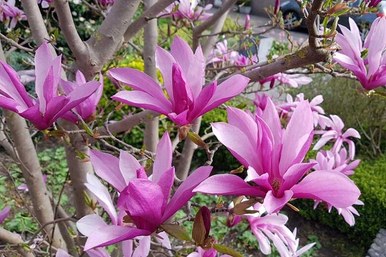Magnolia Susan