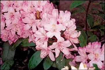 Rhody MaximumRosem #6