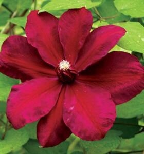 Clematis Westerplatte 1 gal
