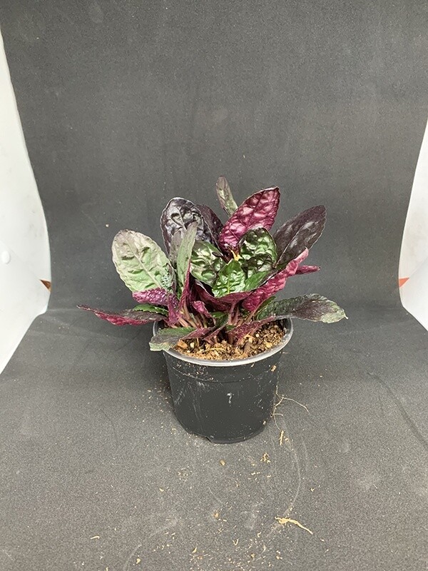 Waffle Plant