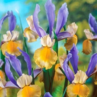 Iris Miss Saigon
