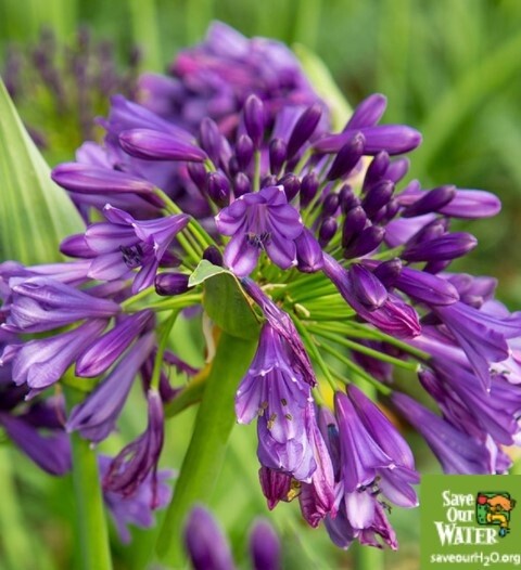 Agapanthus Amethyst 1 gal