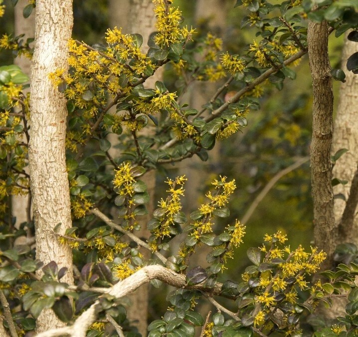 Azara Microphylla 2 gal
