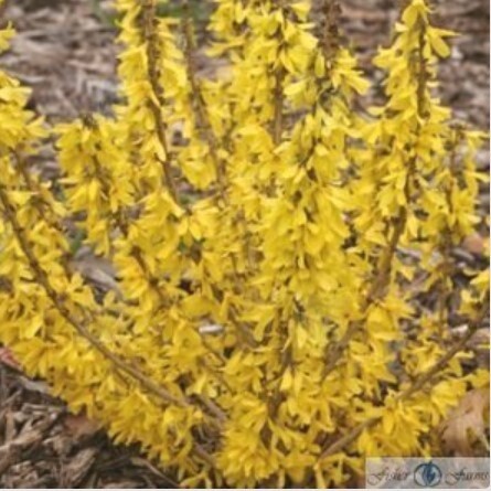 Forsythia Sugar Baby 2 gal