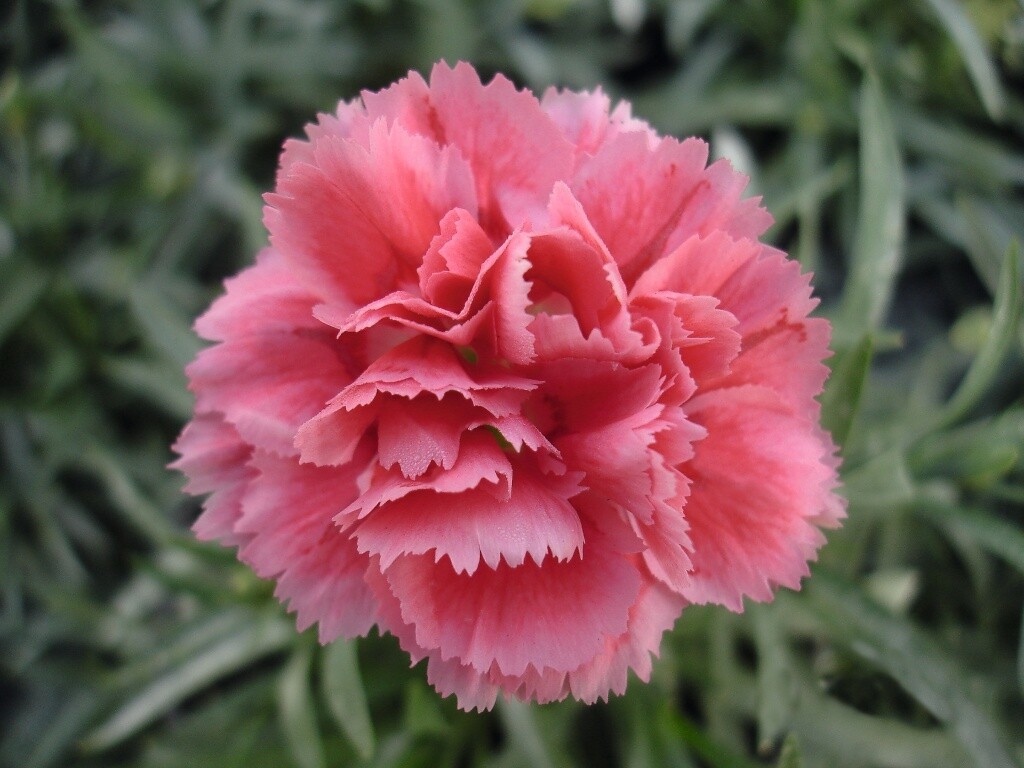 Dianthus &#39;SupTroup Silver Pink&#39;