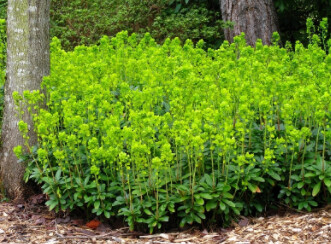 Euphorbia Robbie 4"