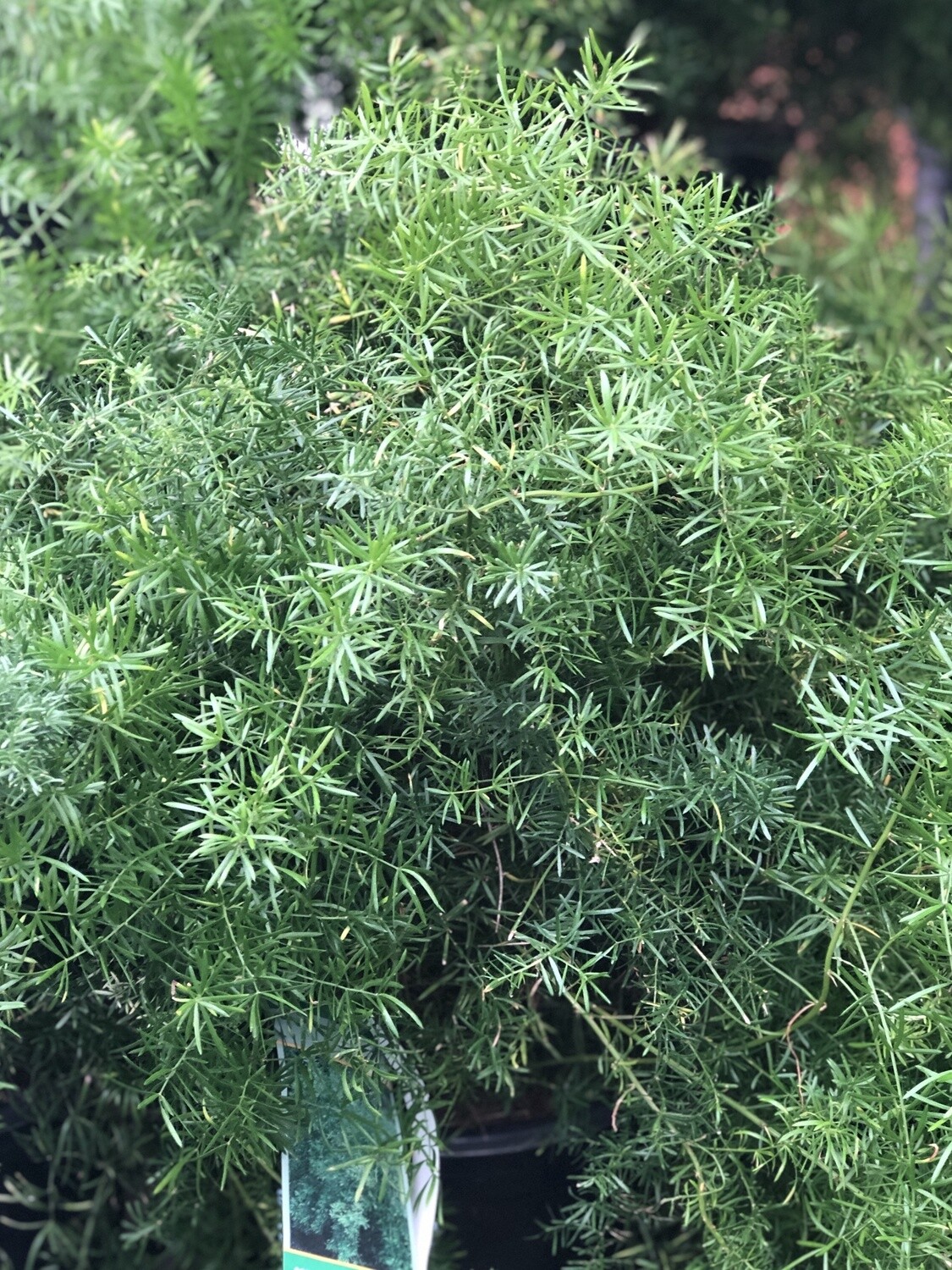 Asparagus Fern 5 gal