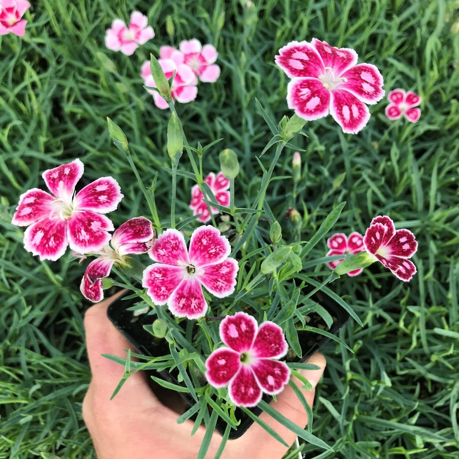 Dianthus Spotty 4&quot;