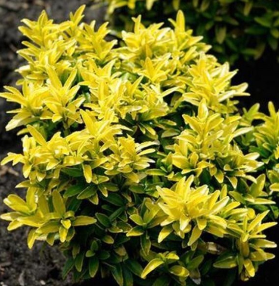 Euonymus Happiness 1 gal
