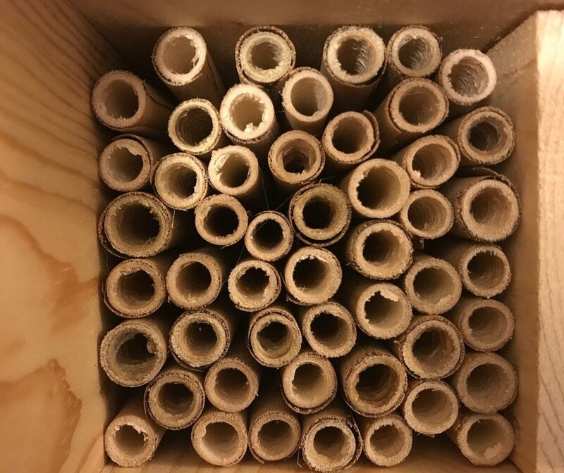 Phragmite natural reeds 50