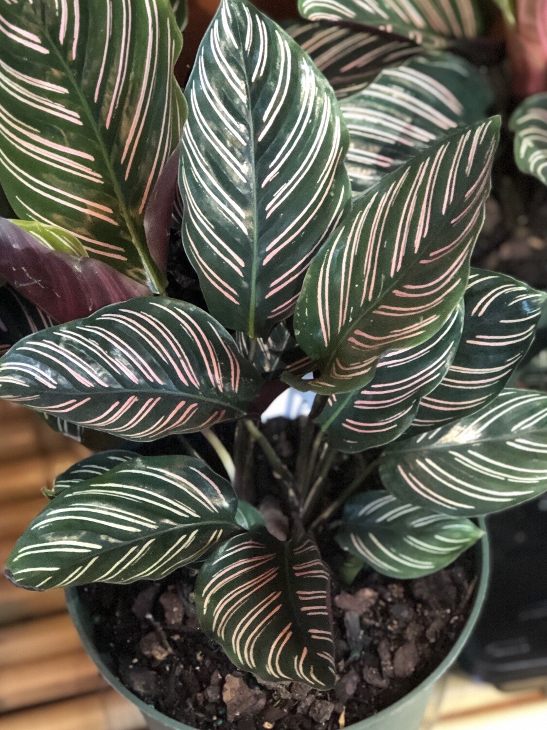 Calathea Pinstripe 6&quot;