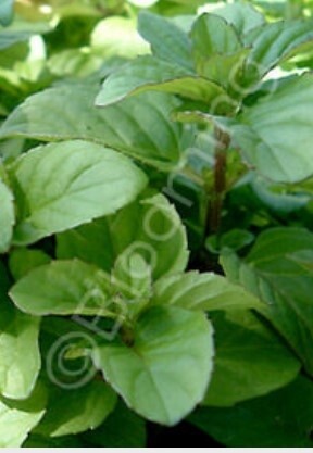 Mint Orange 4&quot;