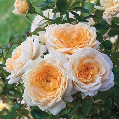 Rose Tree EdithDarling #3