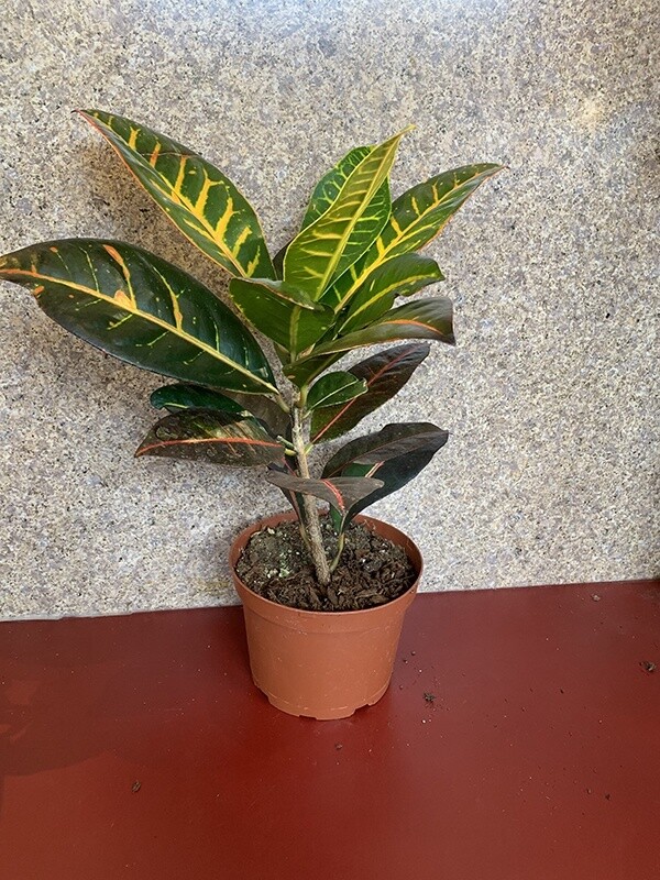 Croton 6&quot;