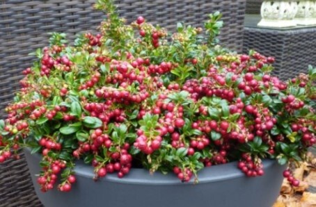 Lingonberry Red Candy Qt