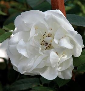 Climbing Rose CityofYork 1 gal
