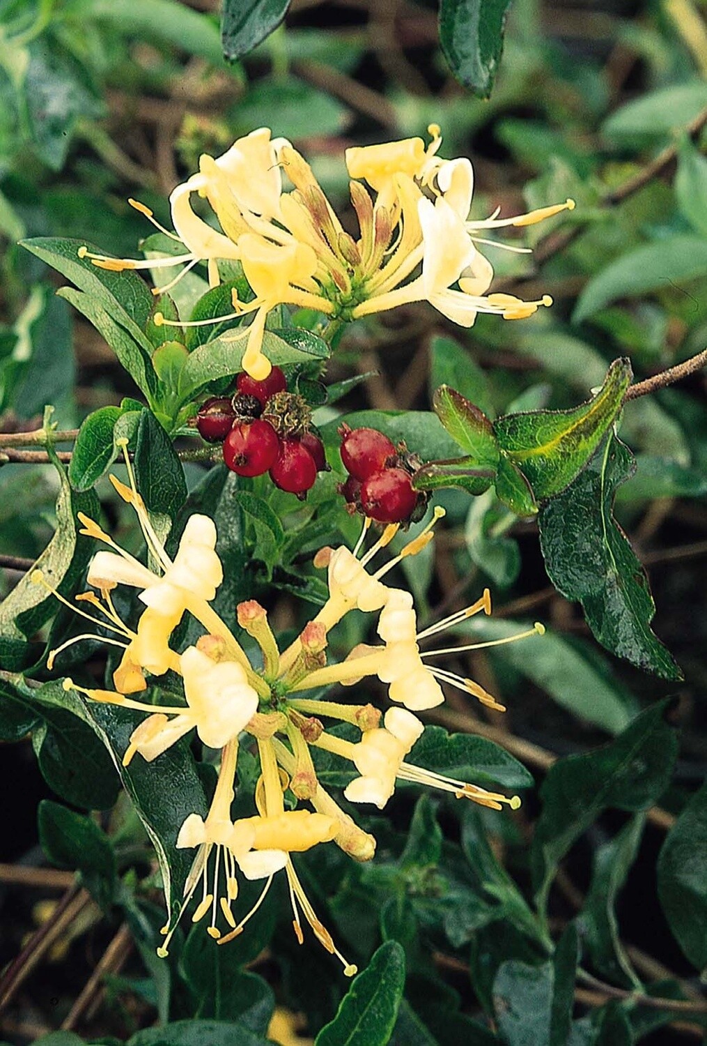 Berries Jubilee honeysuckle 2 gal