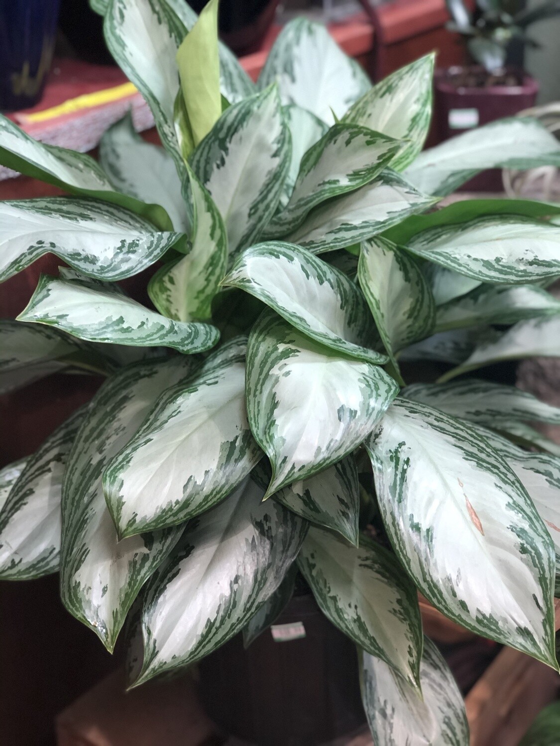 Chinese Evergreen Silver Bay 10&quot;