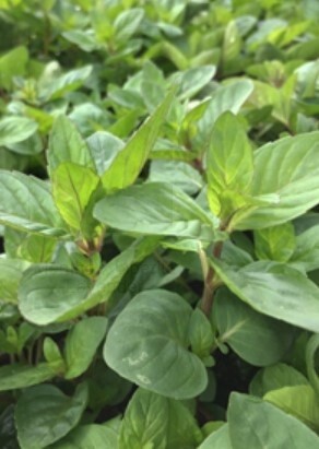 Mint Lavender 4&quot;