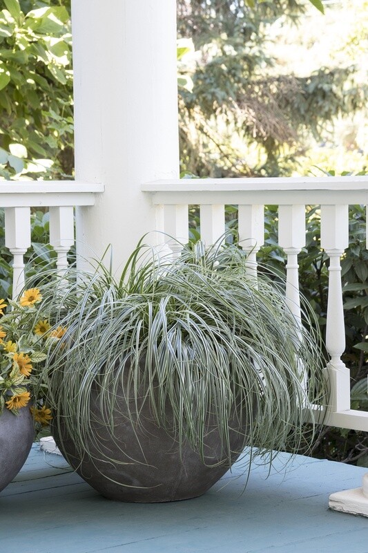Carex Feather Falls 1 gal