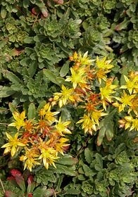 Sedum WeihenGold 4&quot;