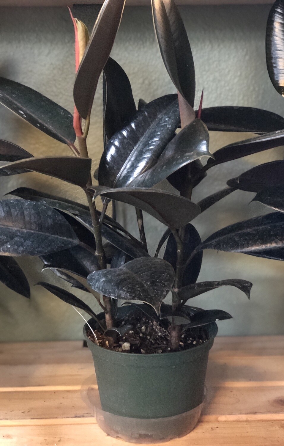 Rubber plant burgundy 6&quot;