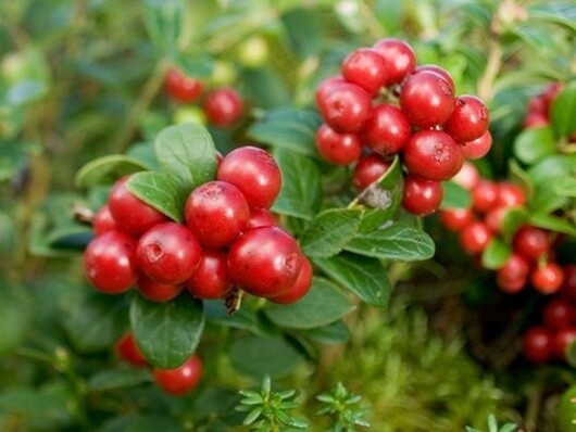 Dwf Lingonberry 1 gal