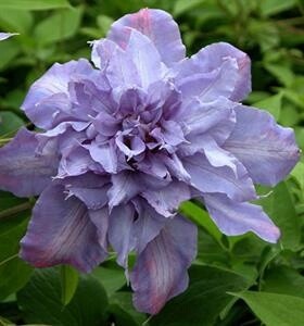 Clematis VyvianPennell 1 gal