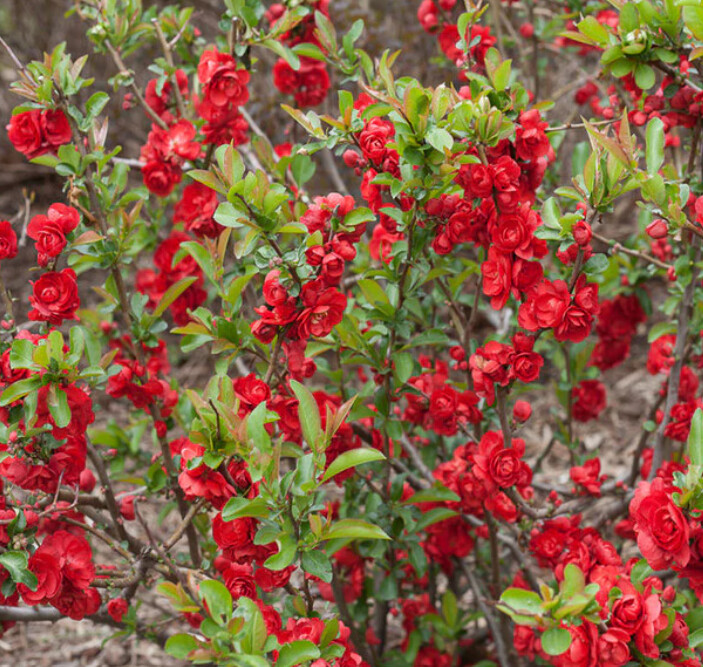 Quince Flowering Scarlet 8&quot;