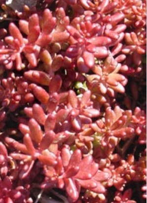 Sedum Red Ice 4&quot;