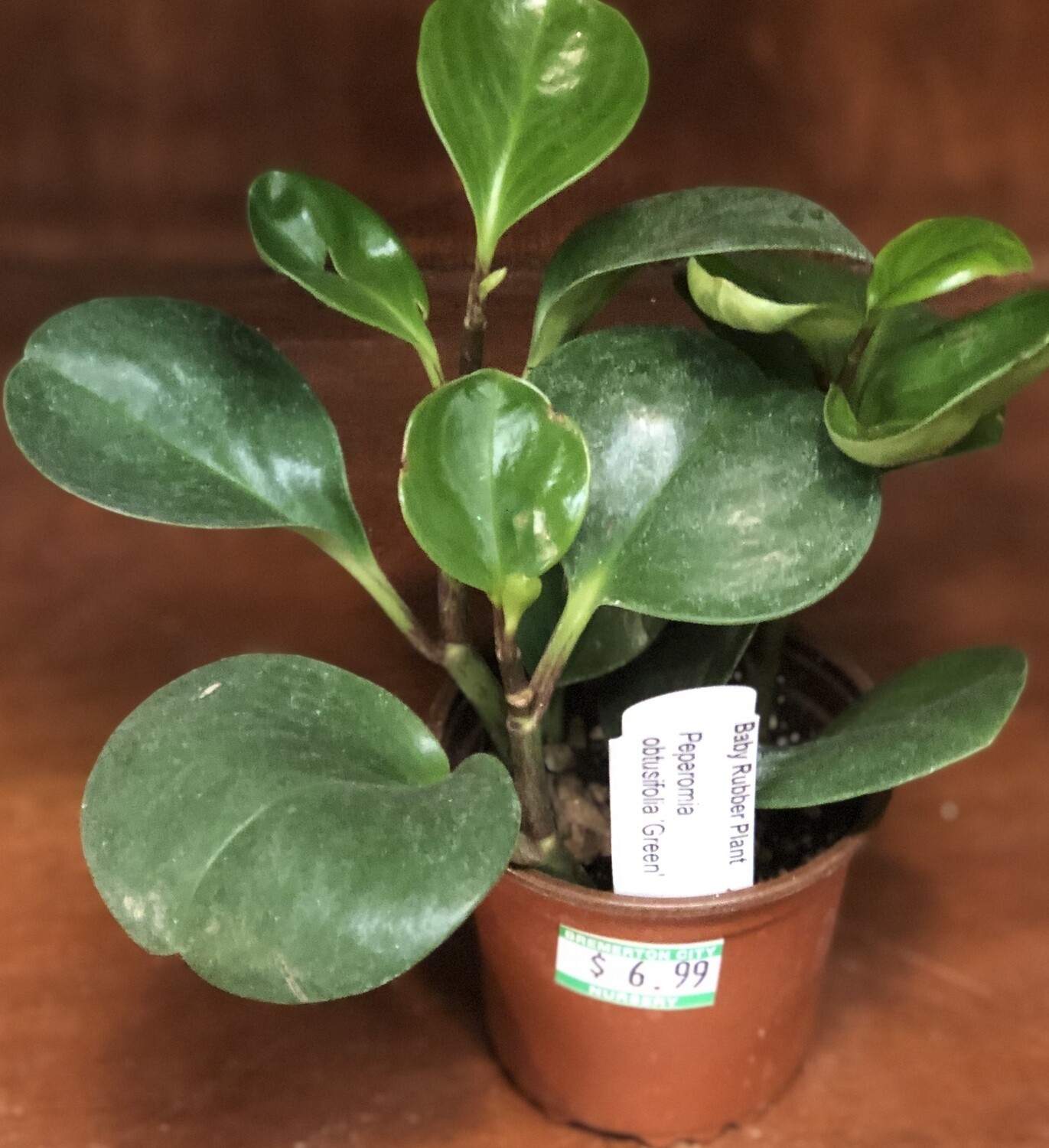 Baby Rubber plant 4"